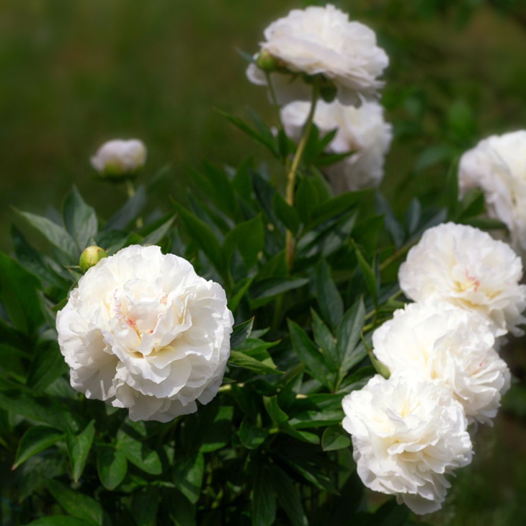 Pivoine lactiflora Mother's Choice