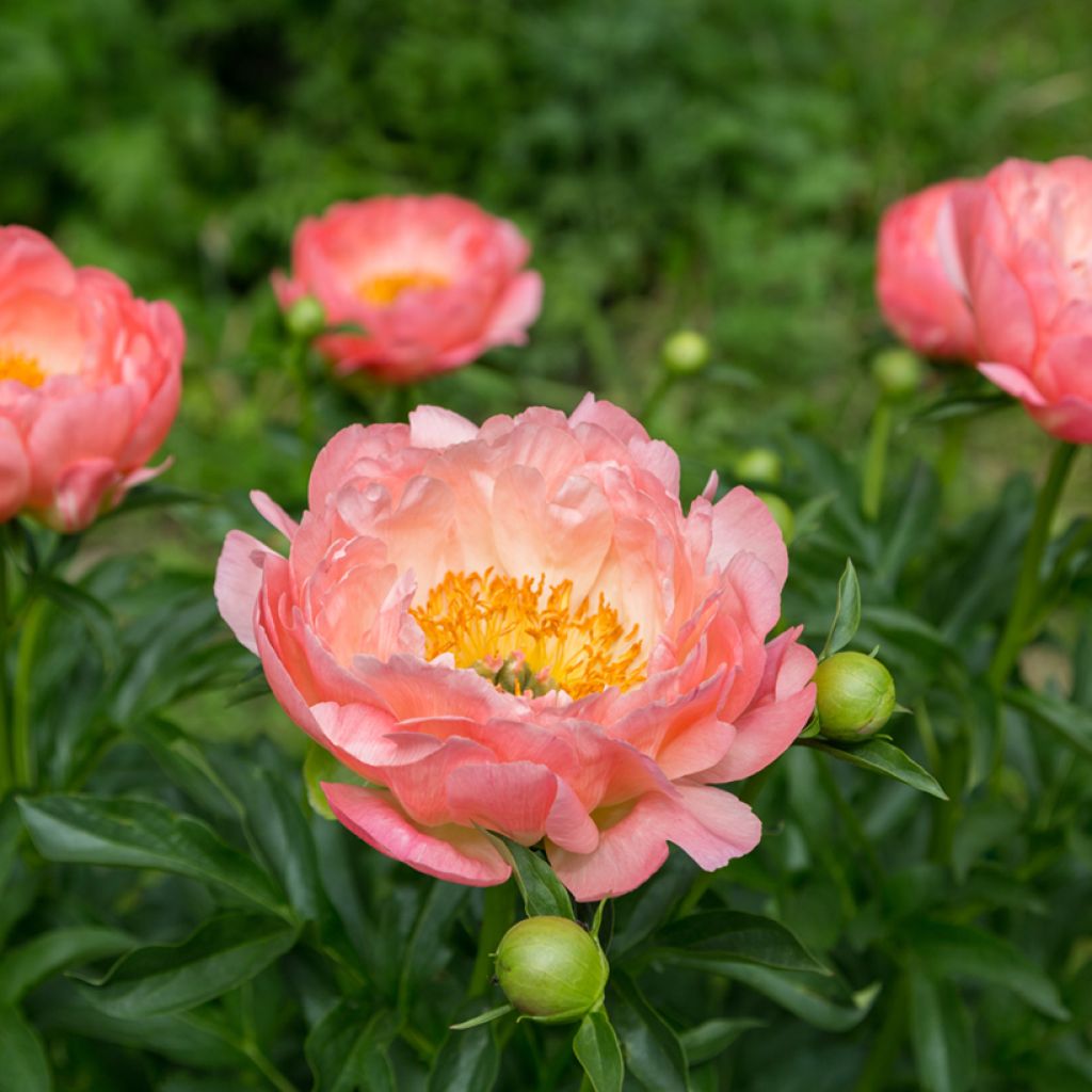 Pivoine lactiflora Pink Hawaiian Coral