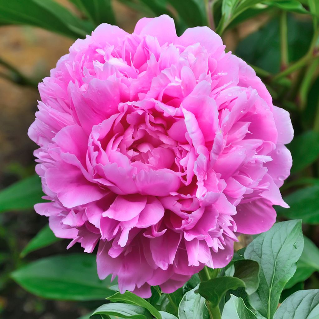 Pivoine lactiflora Sarah Bernhardt