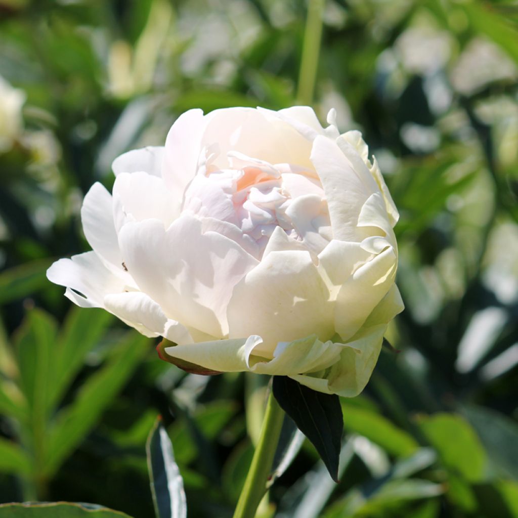 Pivoine lactiflora Solange