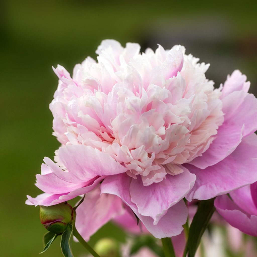 Pivoine lactiflora Sorbet