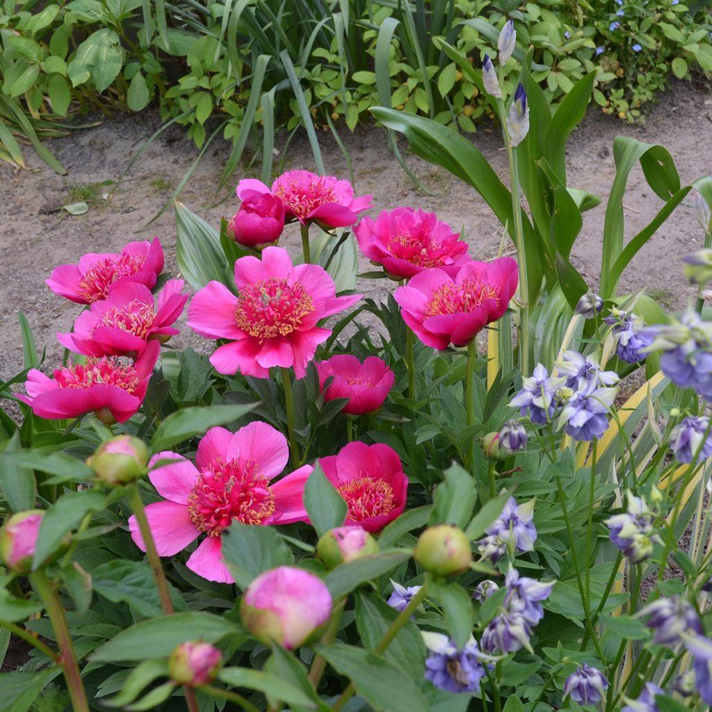 Pivoine officinale Anemoniflora