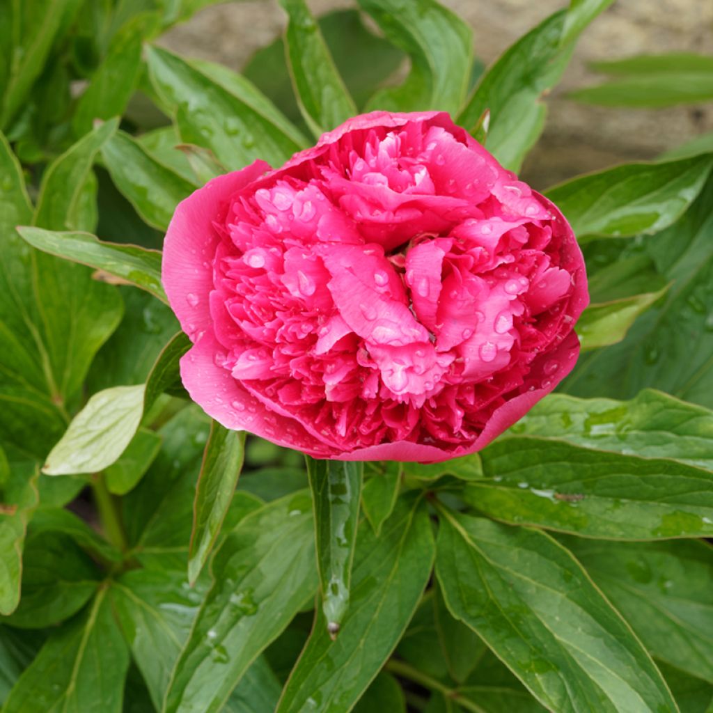 Pivoine officinale Rosea Plena