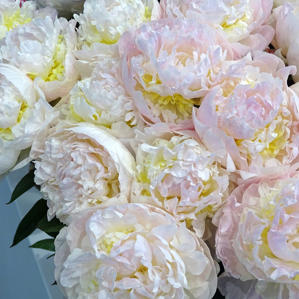 Pivoine lactiflora Blush Queen
