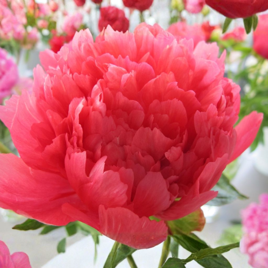 Pivoine lactiflora Lorelei