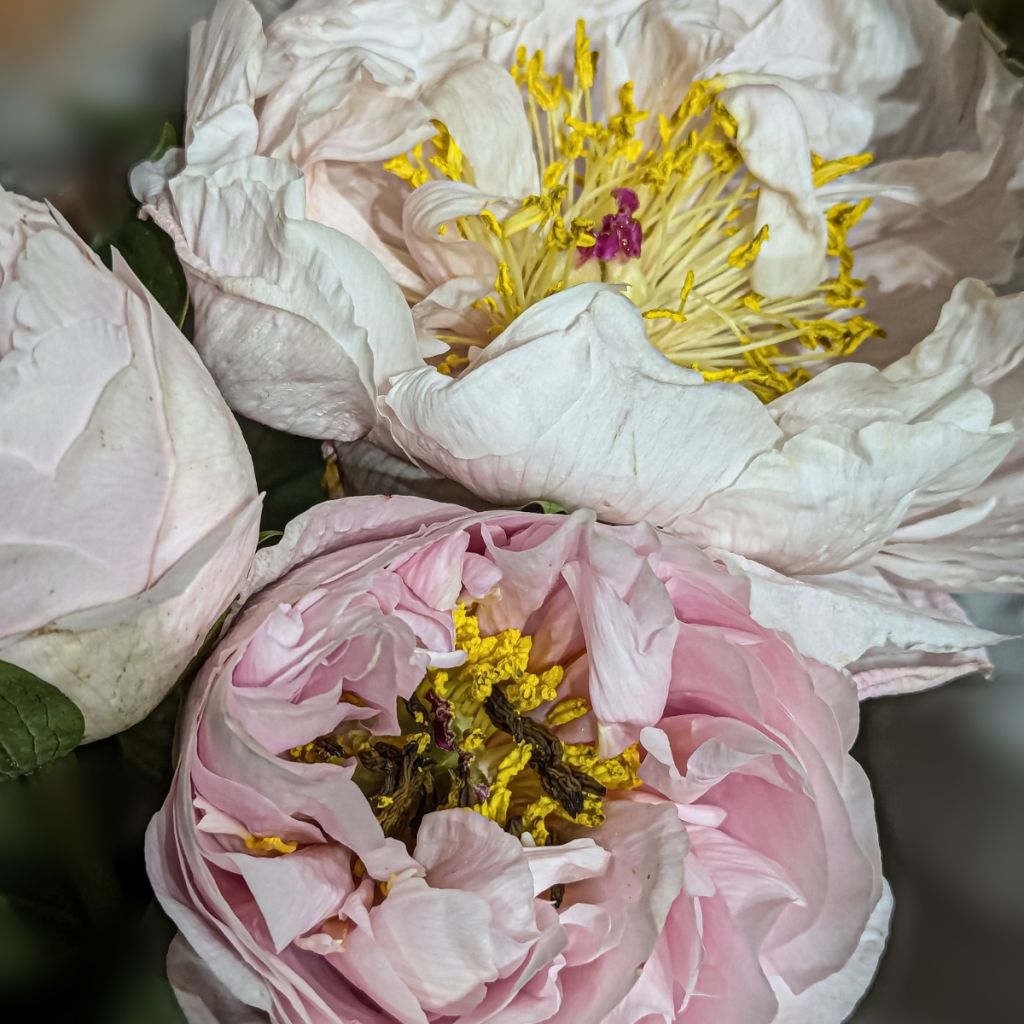Pivoine Blushing Princess