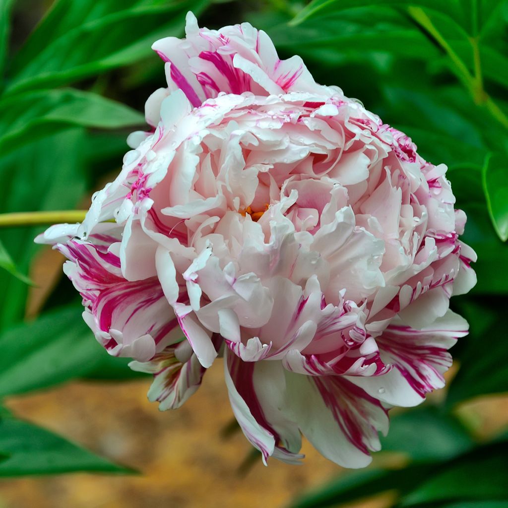 Pivoine lactiflora Candy Stripe