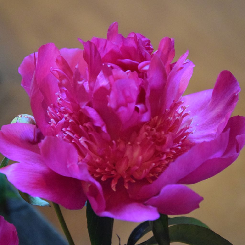 Pivoine lactiflora Sebastiaan Maas