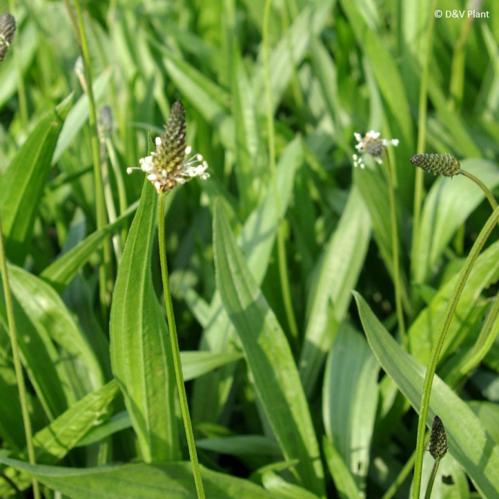 Plantain lancéolé - Plantago lanceolata