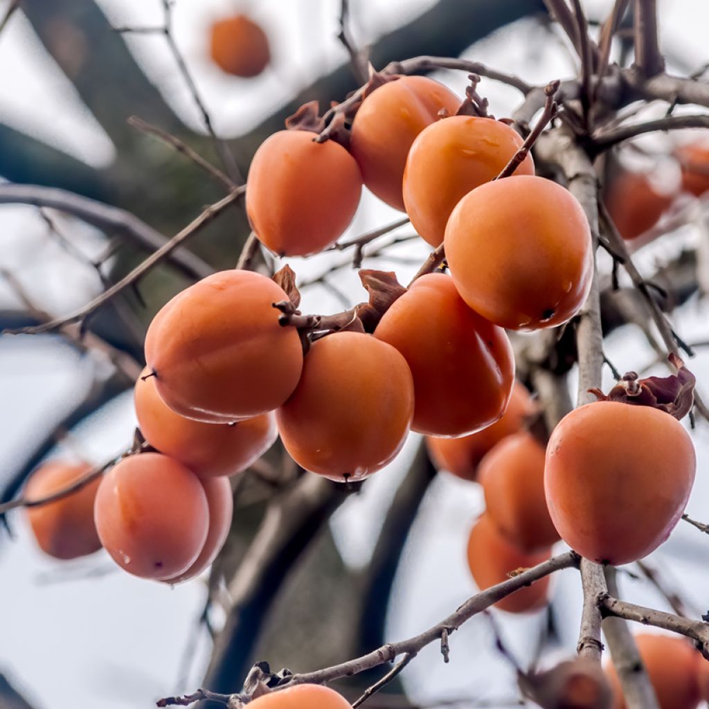 Plaqueminier, Kaki - Diospyros kaki Korea