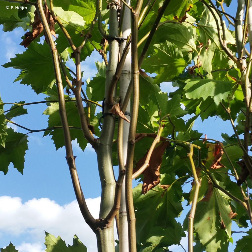Platanus x hispanica Spartan - Platane