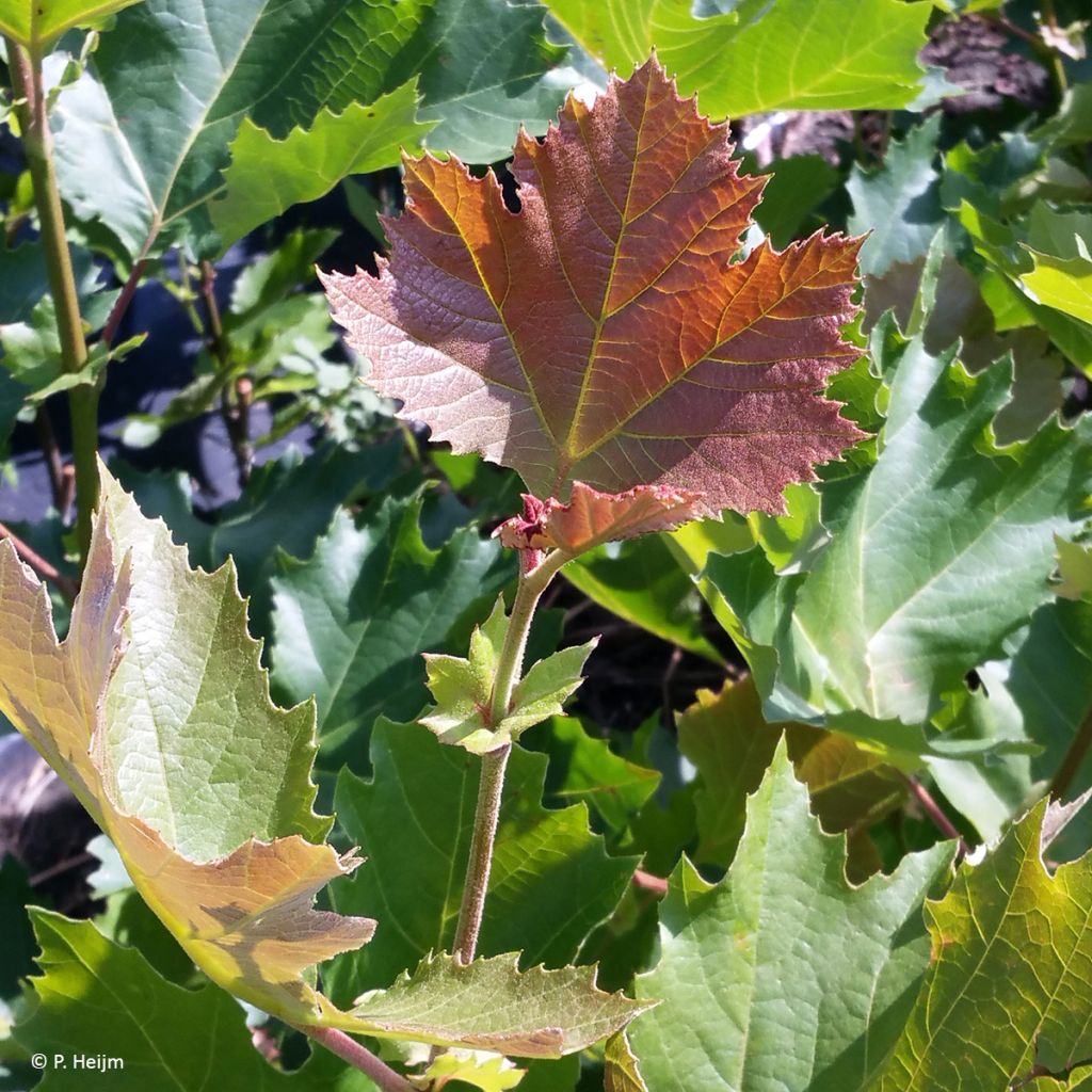 Platanus x hispanica Spartan - Platane