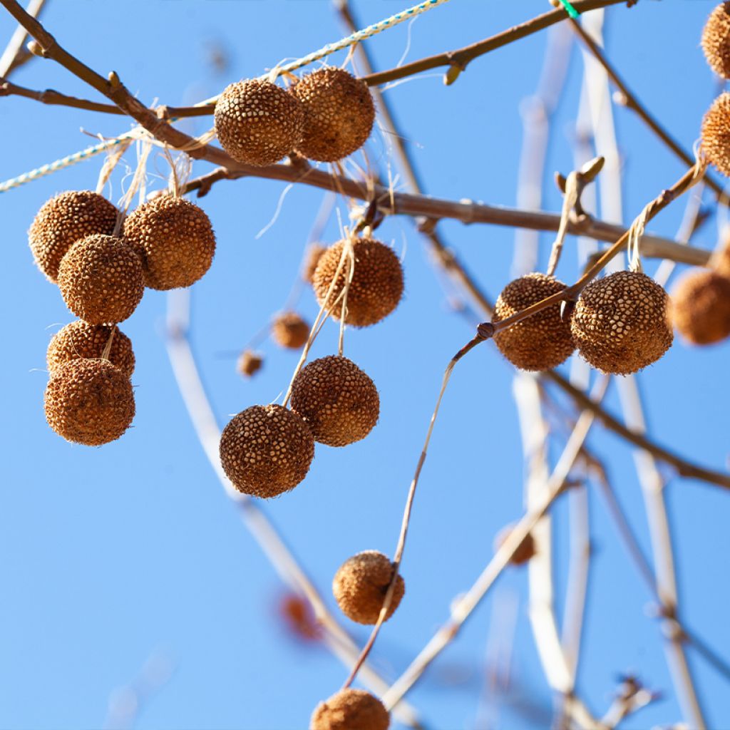 Platanus orientalis - Platane d'Orient