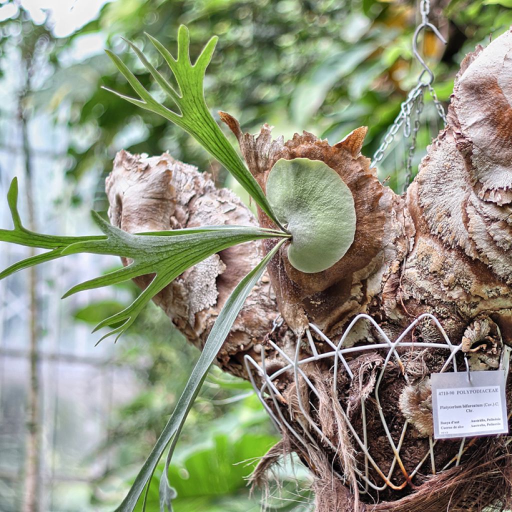 Platycerium bifurcatum - Corne d'élan