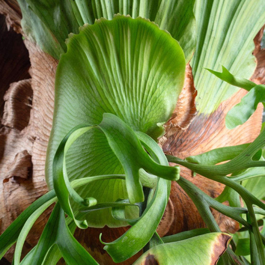 Platycerium bifurcatum - Corne d'élan