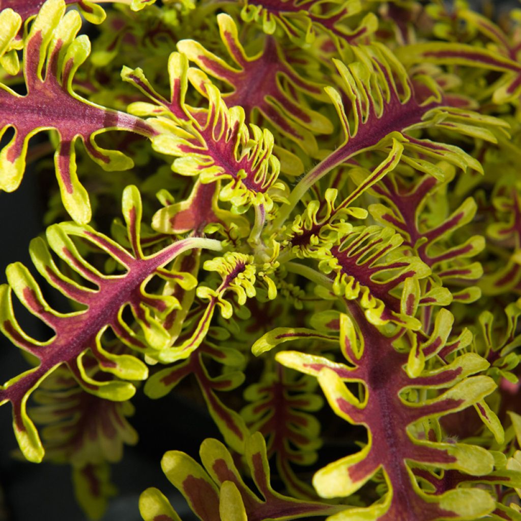 Coleus Skeletal
