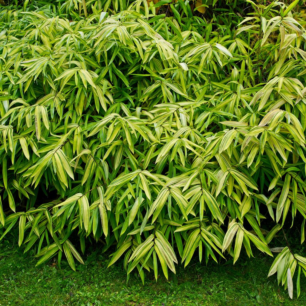 Pleioblastus auricomus - Bambou nain doré