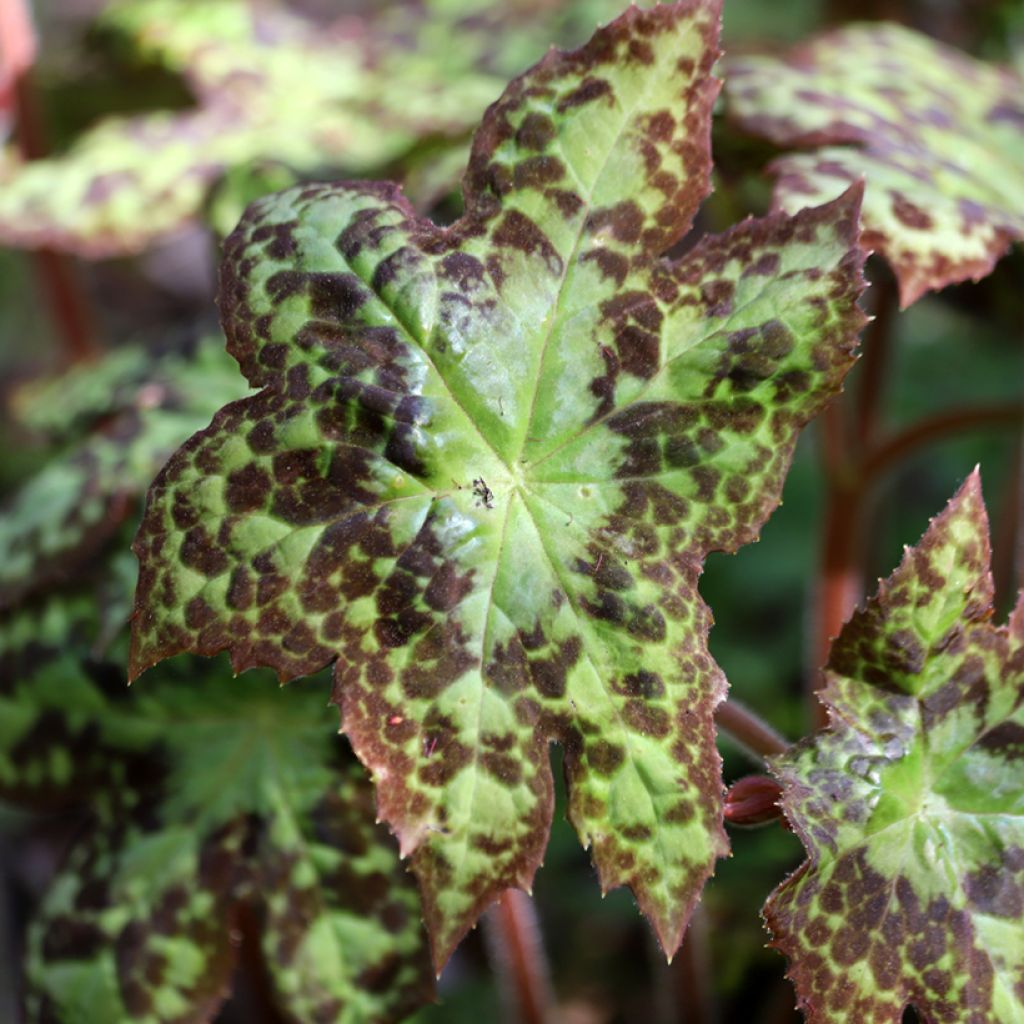 Podophyllum Spotty Dotty - Dysosma