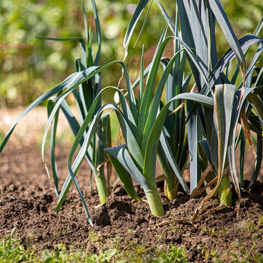Poireau d'Hiver de Saint Victor Bio - Ferme de Sainte Marthe