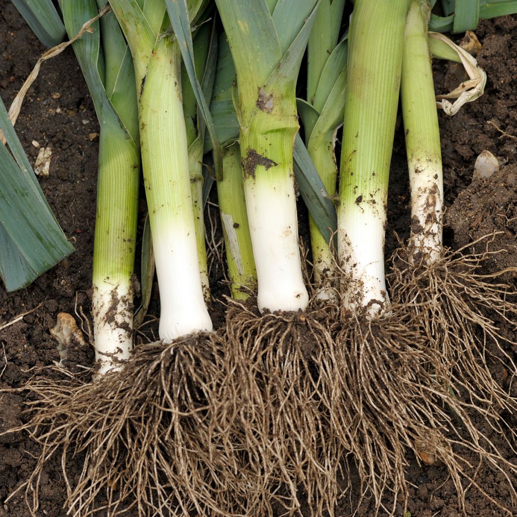Poireau de Carentan 2 - Vilmorin