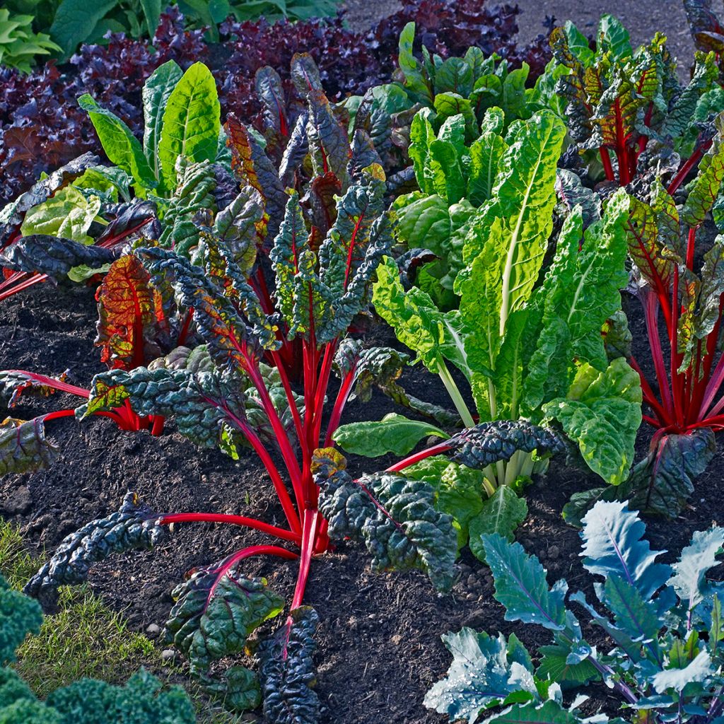 Poirée Bright Lights