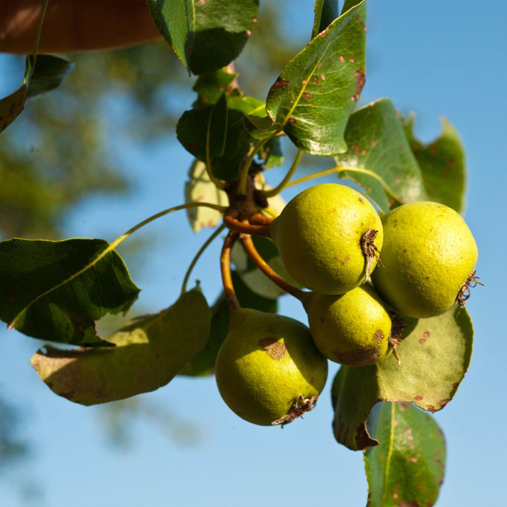 Poirier sauvage - Pyrus communis ssp. pyraster
