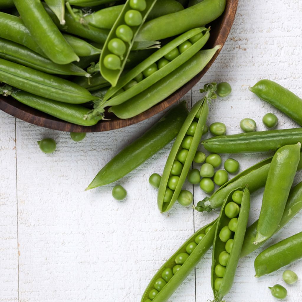 Pois à rames Serpette Guilloteaux à grains ronds - Vilmorin