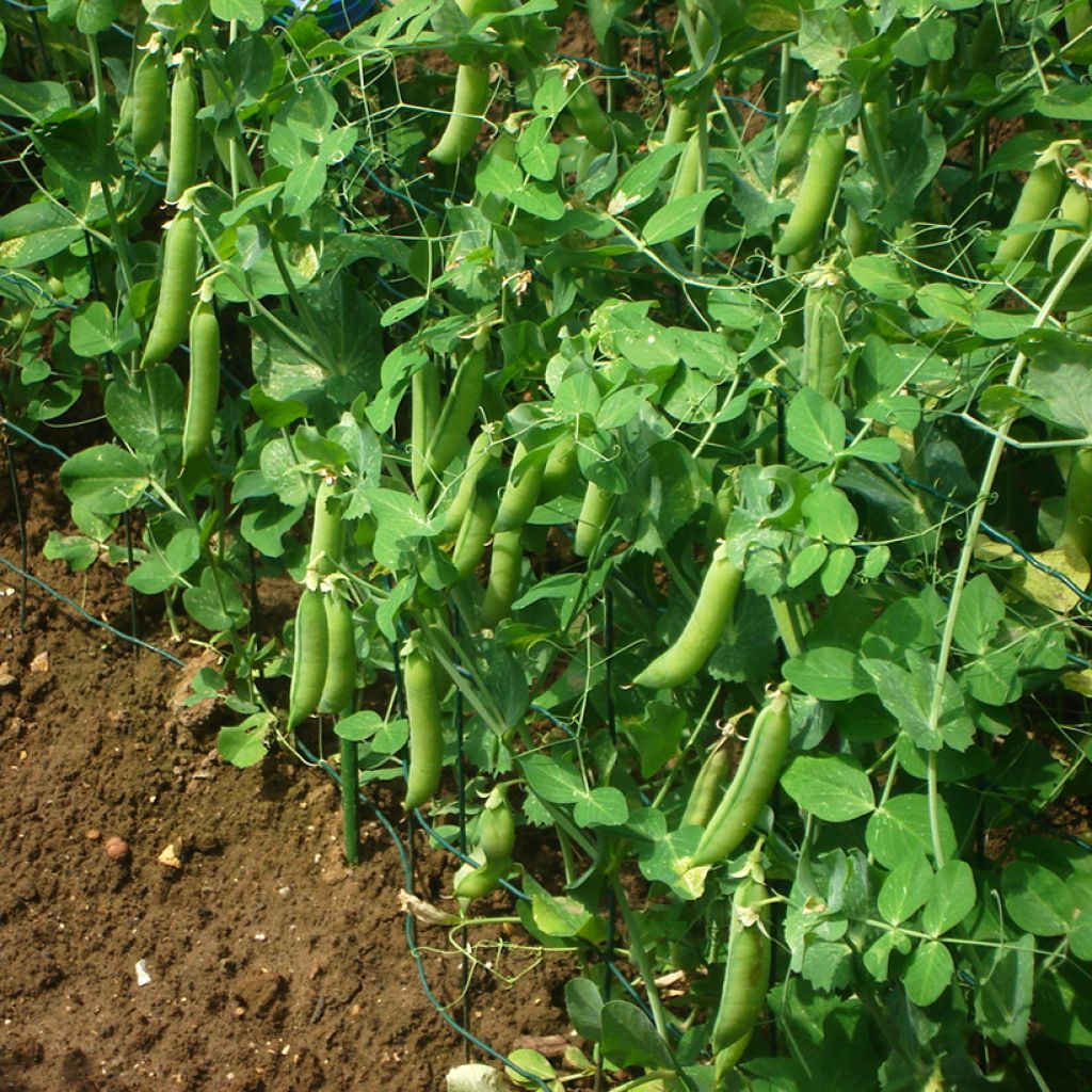 Pois à rames Vada à grains ridés - Pisum sativum