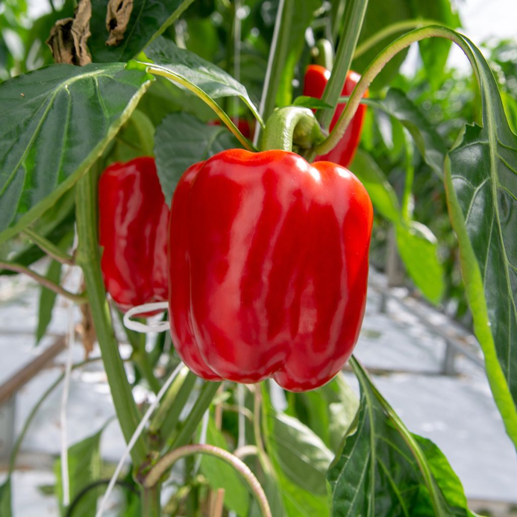 Poivron California Wonder - Piment à saveur douce