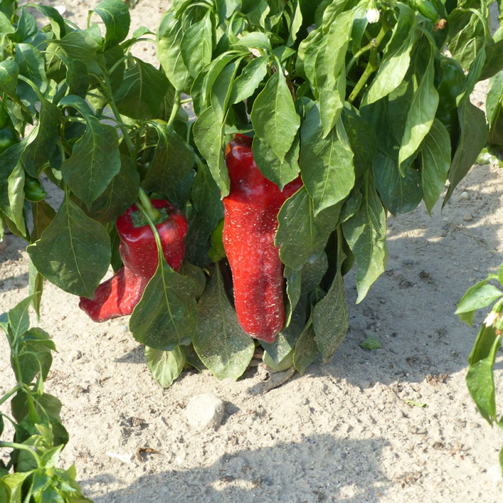 Poivron Corno di Toro Rosso