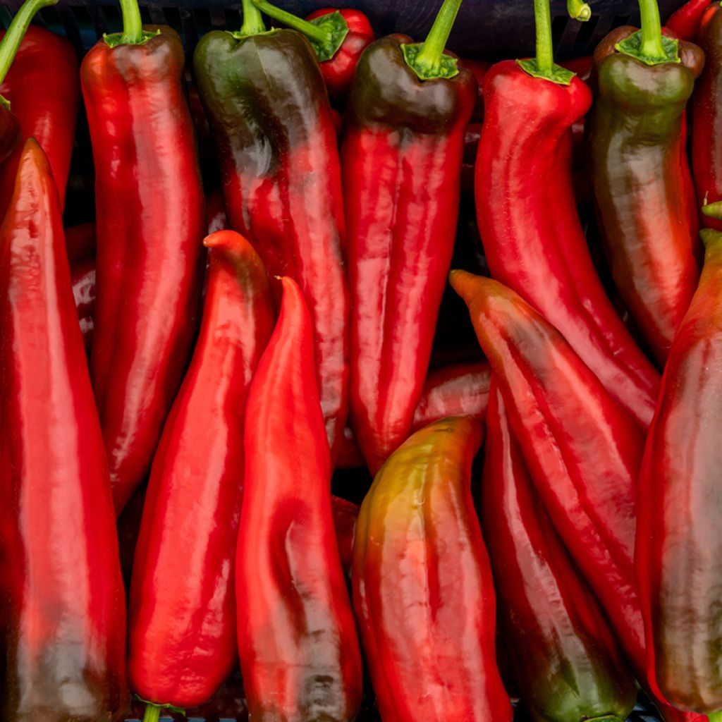 Poivron Corno di Toro Rosso