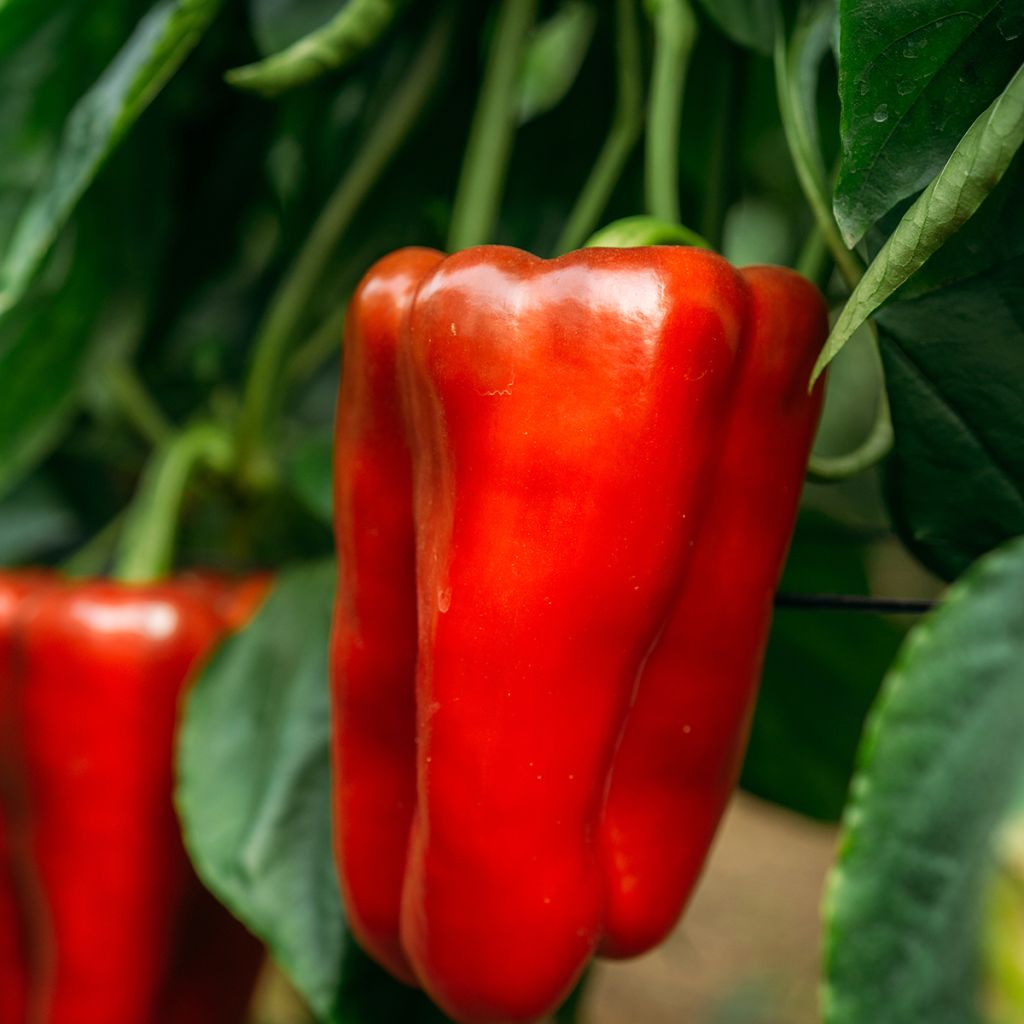 Poivron Estérel F1 (Création Vilmorin)  - Vilmorin