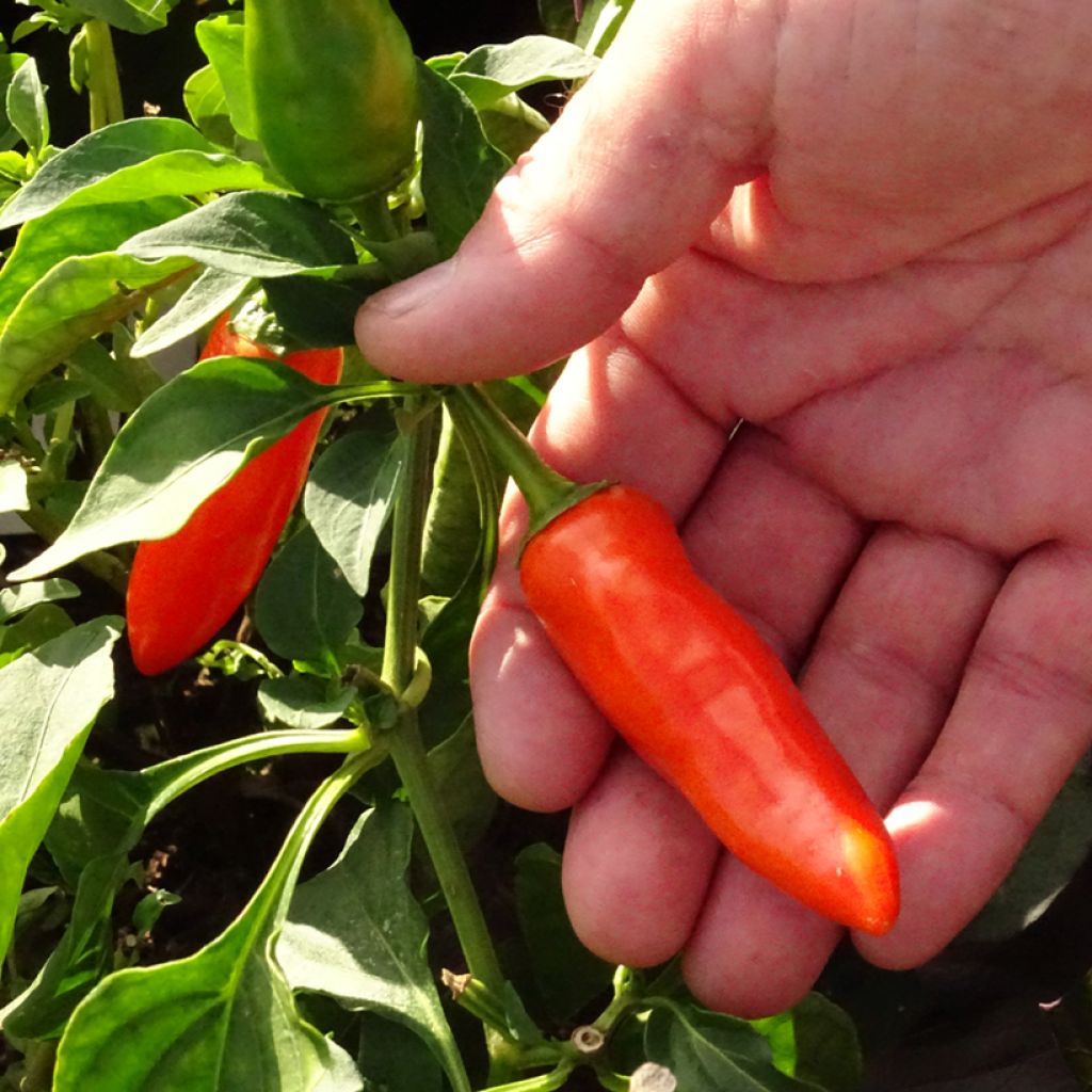 Poivron Tangerine Dream - Capsicum annuum