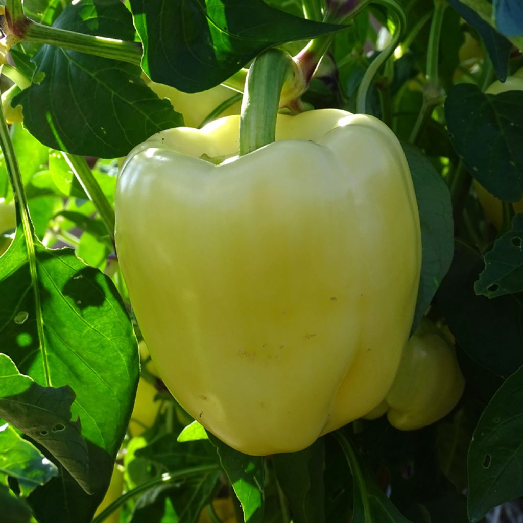 Poivron blanc Bellkaro F1 en plants