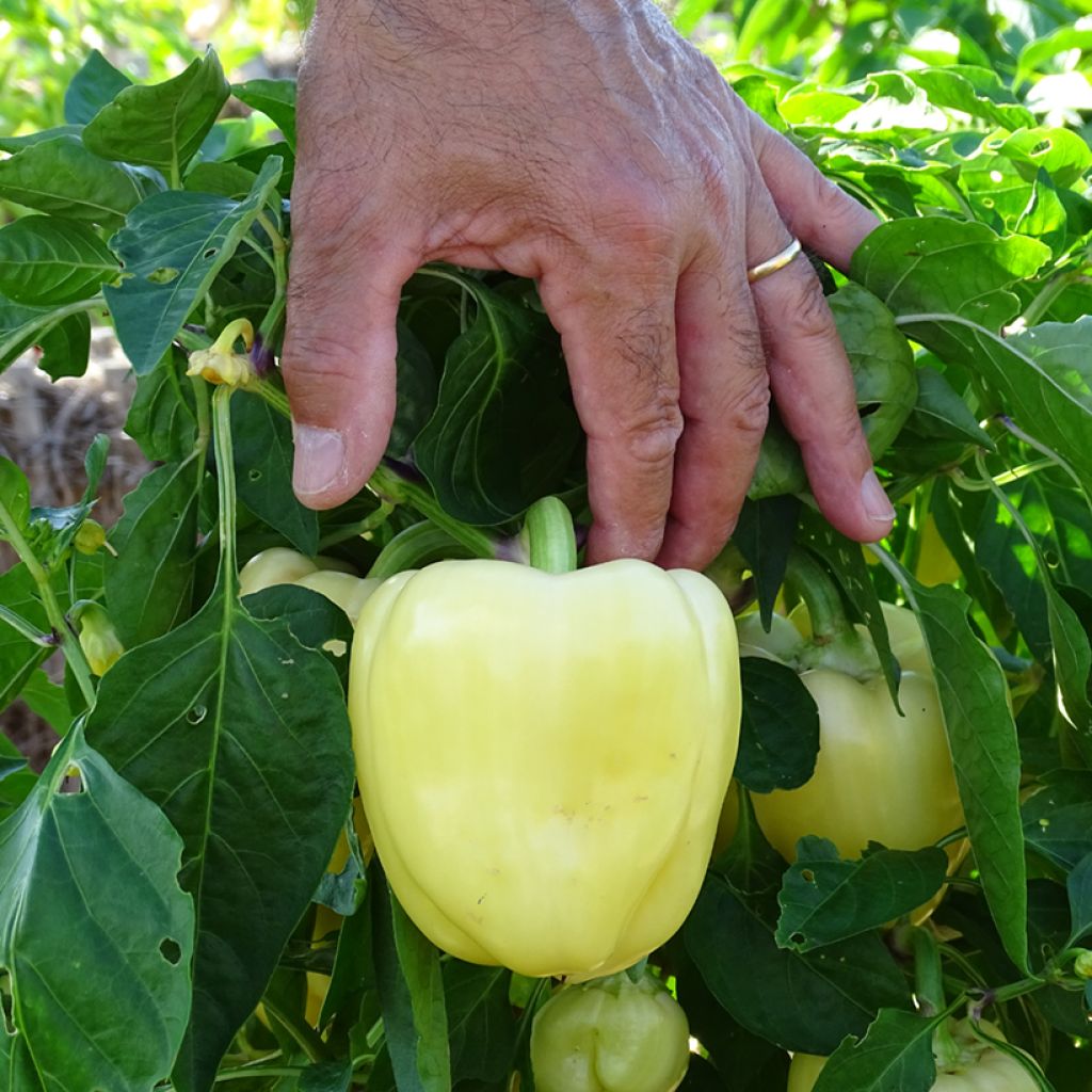 Poivron blanc Bellkaro F1 en plants