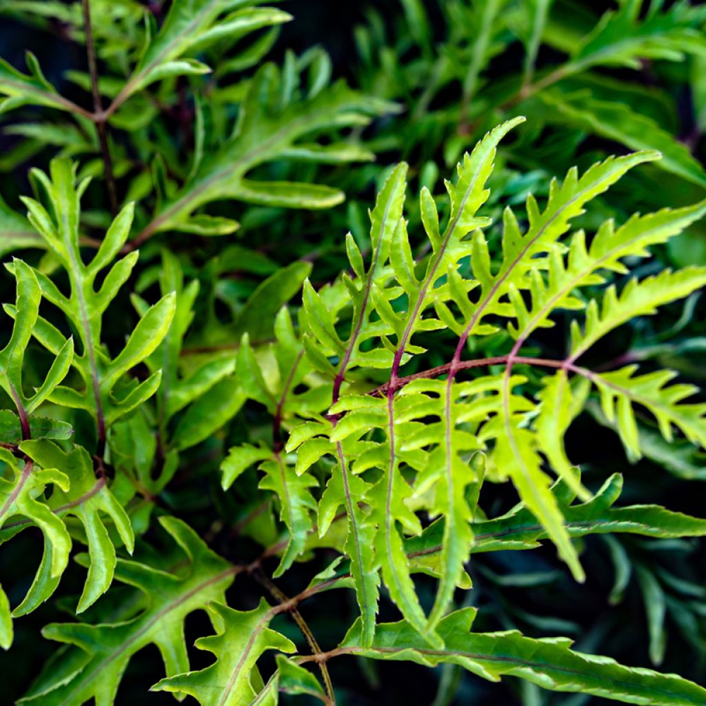 Polyscias filicifolia - Faux-aralia à feuilles de fougère
