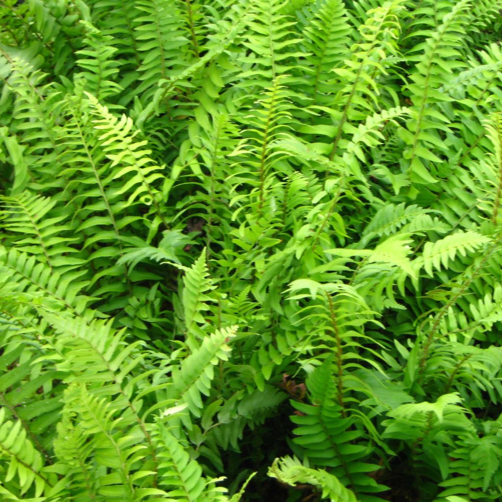 Polystichum munitum - Fougère - Aspidie armée