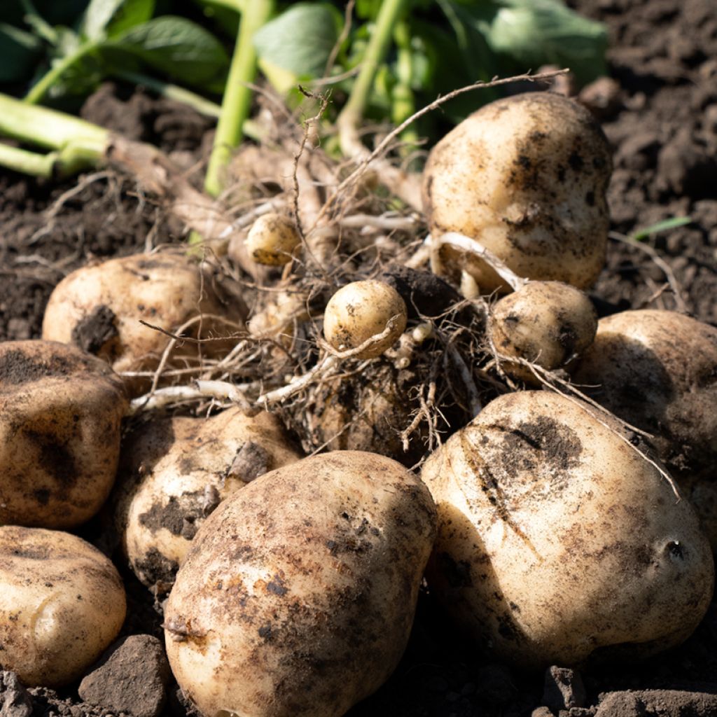 Pommes de terre Osiris - Solanum tuberosum