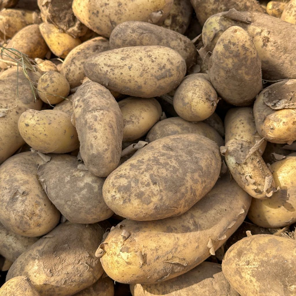 Pommes de terre Spunta - Solanum tuberosum