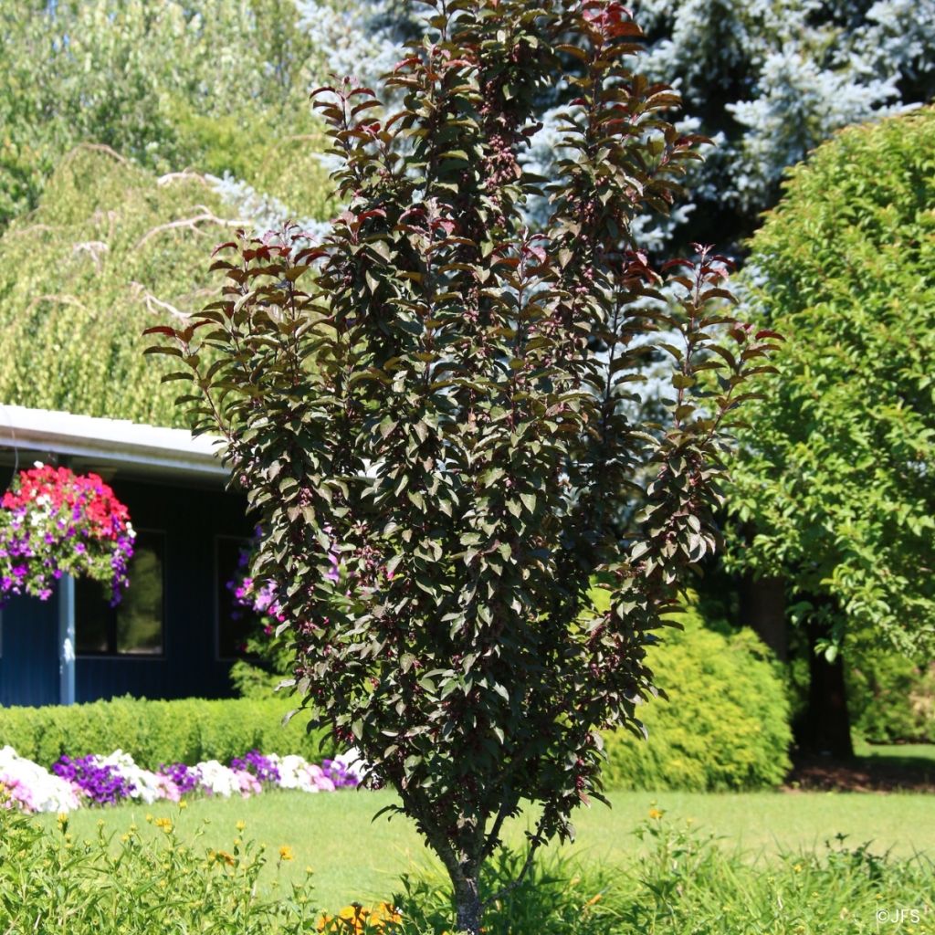 Pommier d'ornement - Malus Raspberry Spear