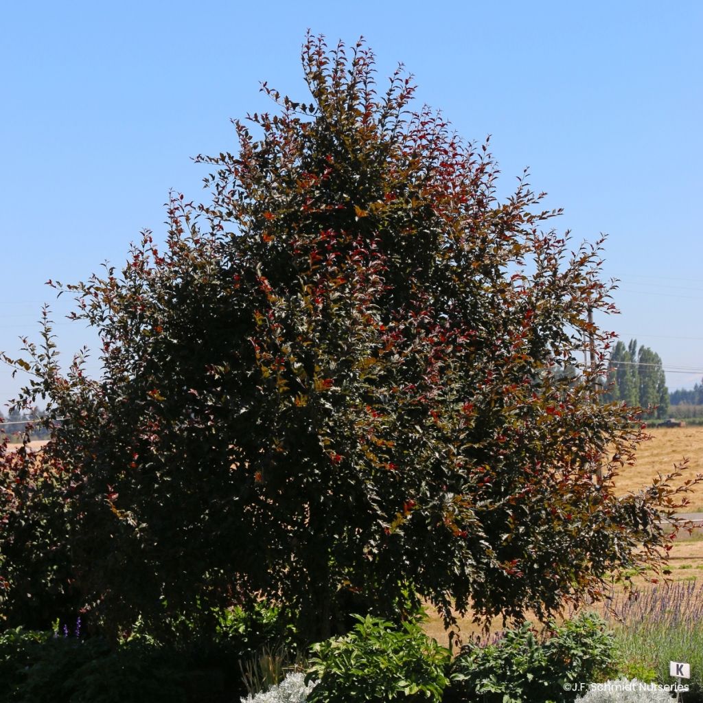 Pommier d'ornement - Malus Royal  Raindrops