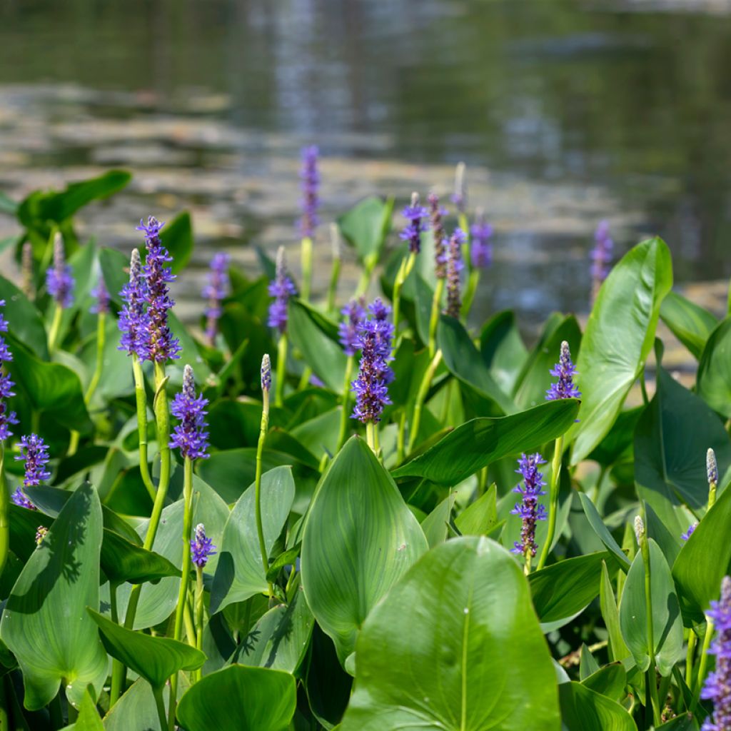 Pontederia cordata - Pontédérie à feuille en coeur