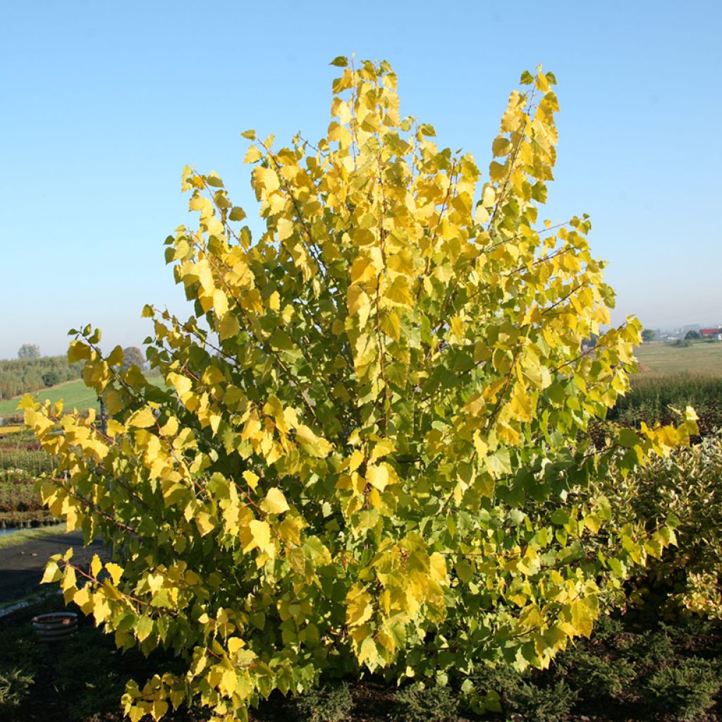 Populus x canadensis Serotina Aurea - Peuplier euraméricain