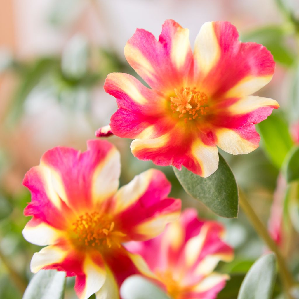 Portulaca Campino Twist Pink - Pourpier annuel