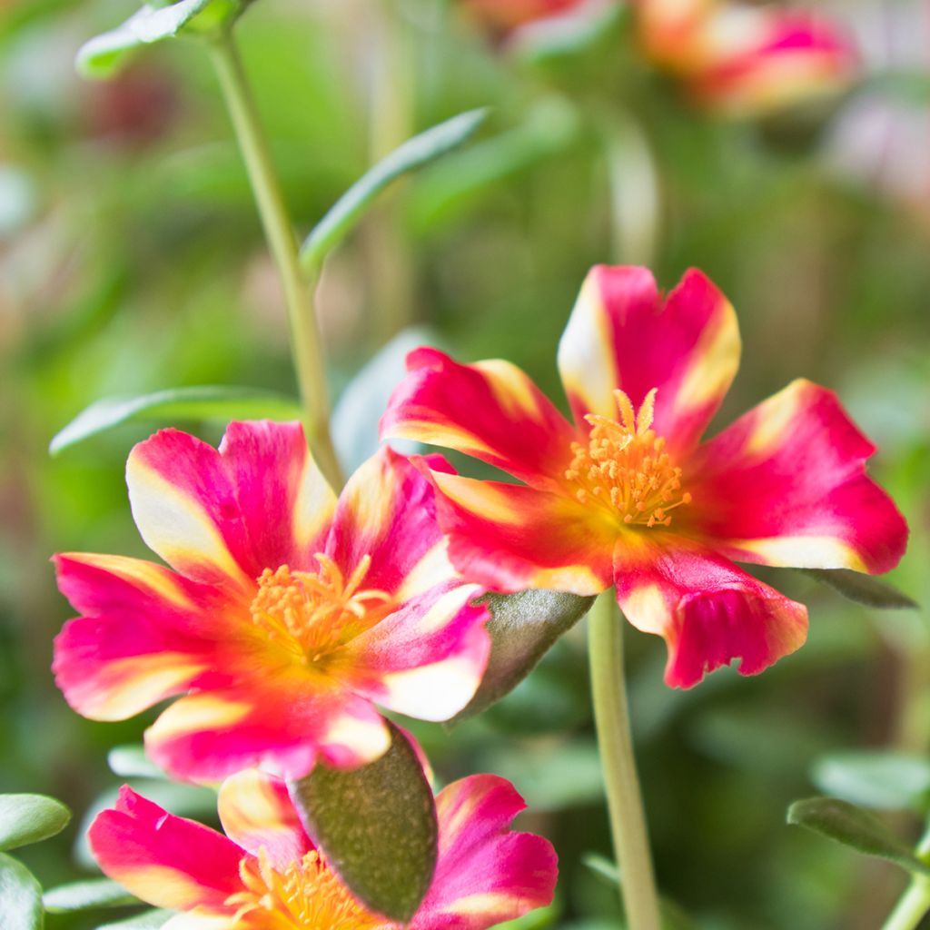 Portulaca Campino Twist Pink - Pourpier annuel