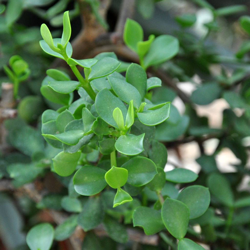 Portulacaria afra Macrophylla - Pourpier en arbre
