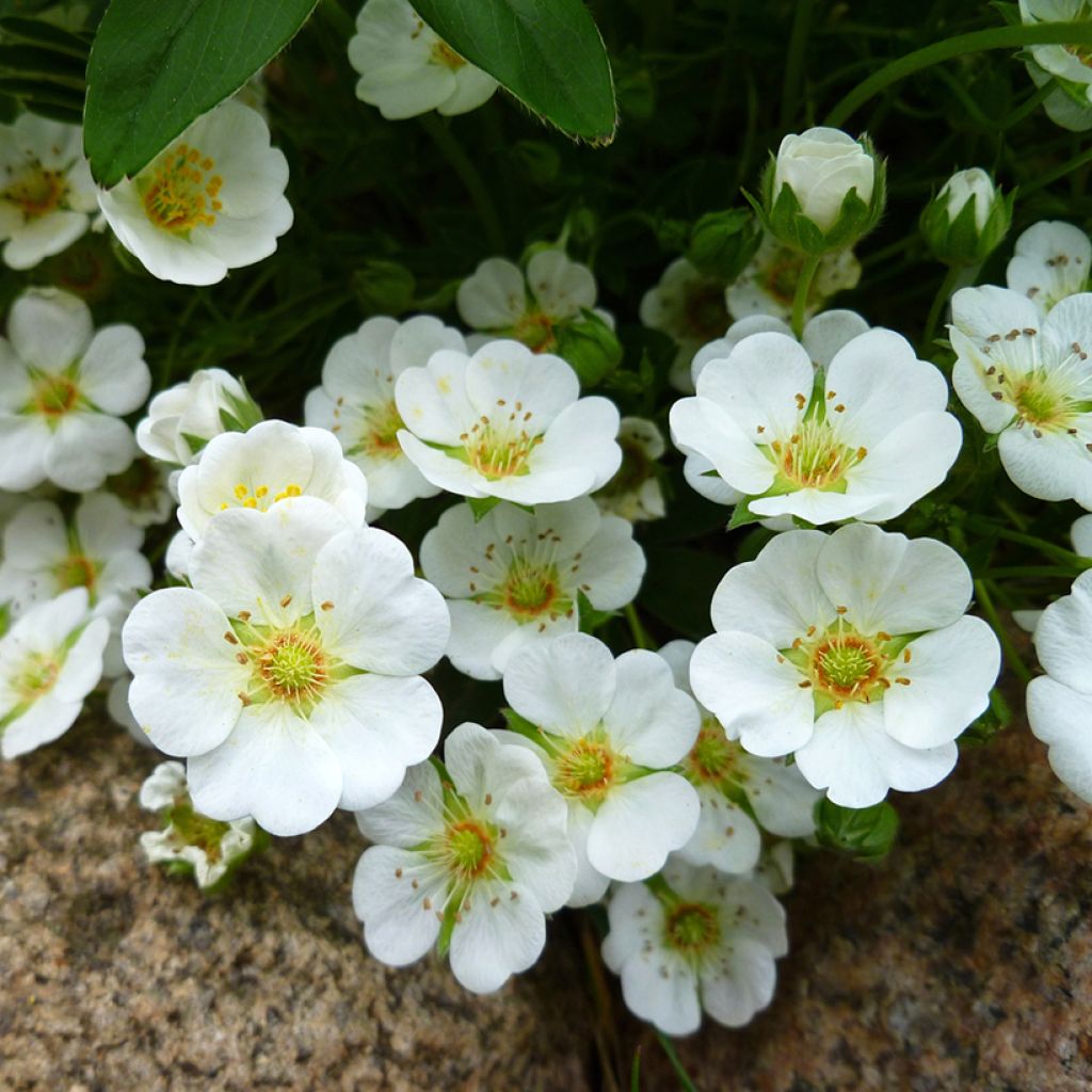 Potentilla alba - Potentille blanche