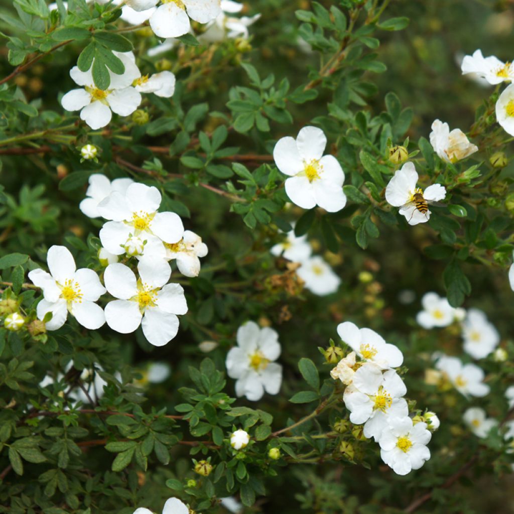 Potentilla alba - Potentille blanche