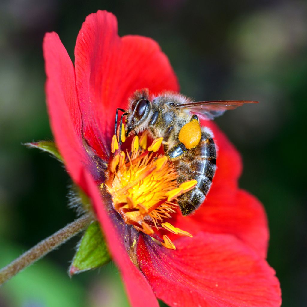 Potentilla hybride Flamenco - Potentille vivace rouge-orangé