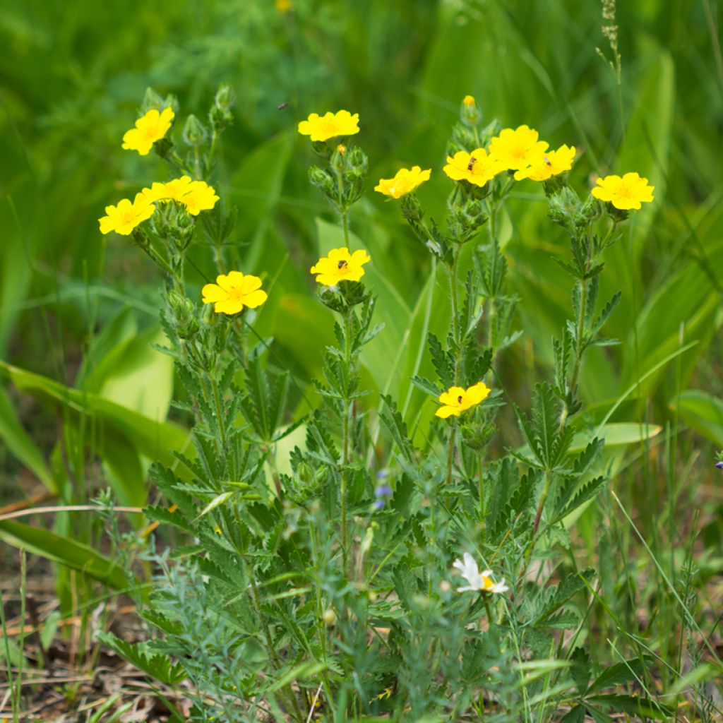 Potentilla recta - Potentille érigée 